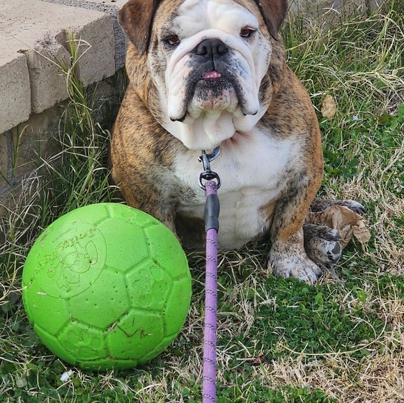 Meet your Posher, Alfredo - Picture 7 of 8